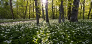 Orée de forêt fleuri