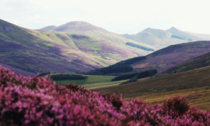 Colline fleurie en violet