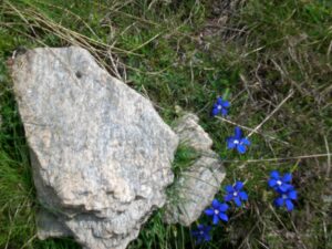 Rocher et fleur bleue