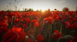 Champ de fleur rouge et coucher de soleil