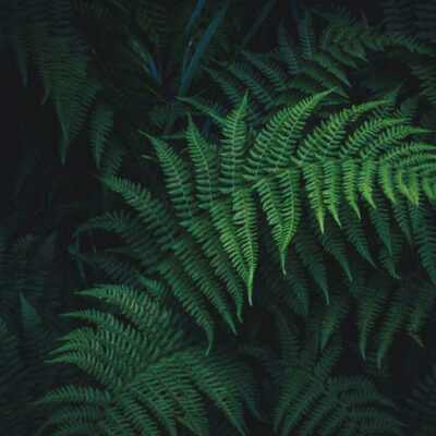 Fougère sur fond noir