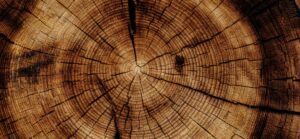 Cernes d'un vieux arbres