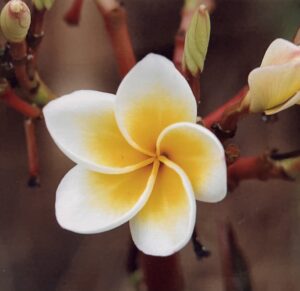Fleur jaune et blanche