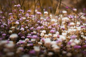 Champ de fleur violette et blanche