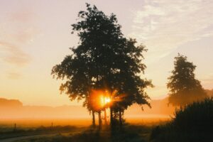 Coucher de soleil entre arbres