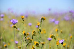 Quelques fleurs jaune et violette