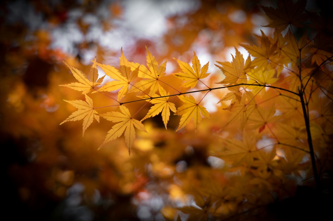 Focus sur feuille jaune