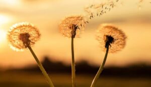 Pissenlits en graine au vent
