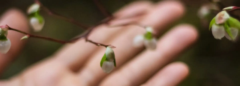 Funérailles écologique